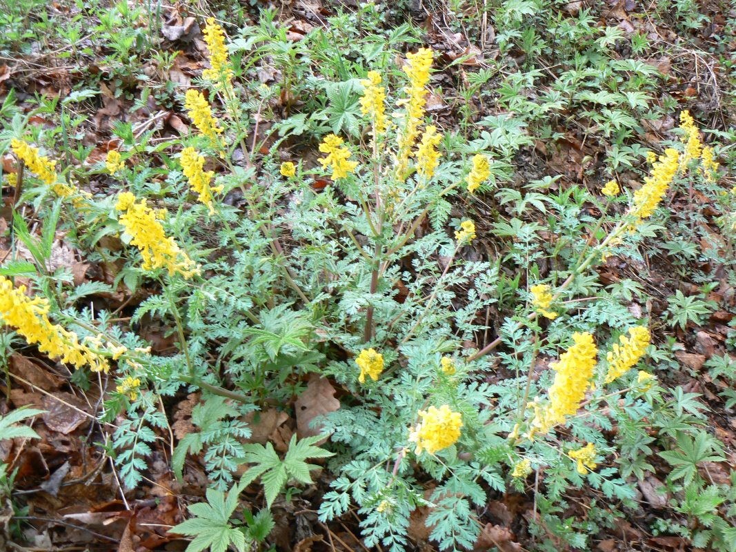 Изображение особи Corydalis speciosa.