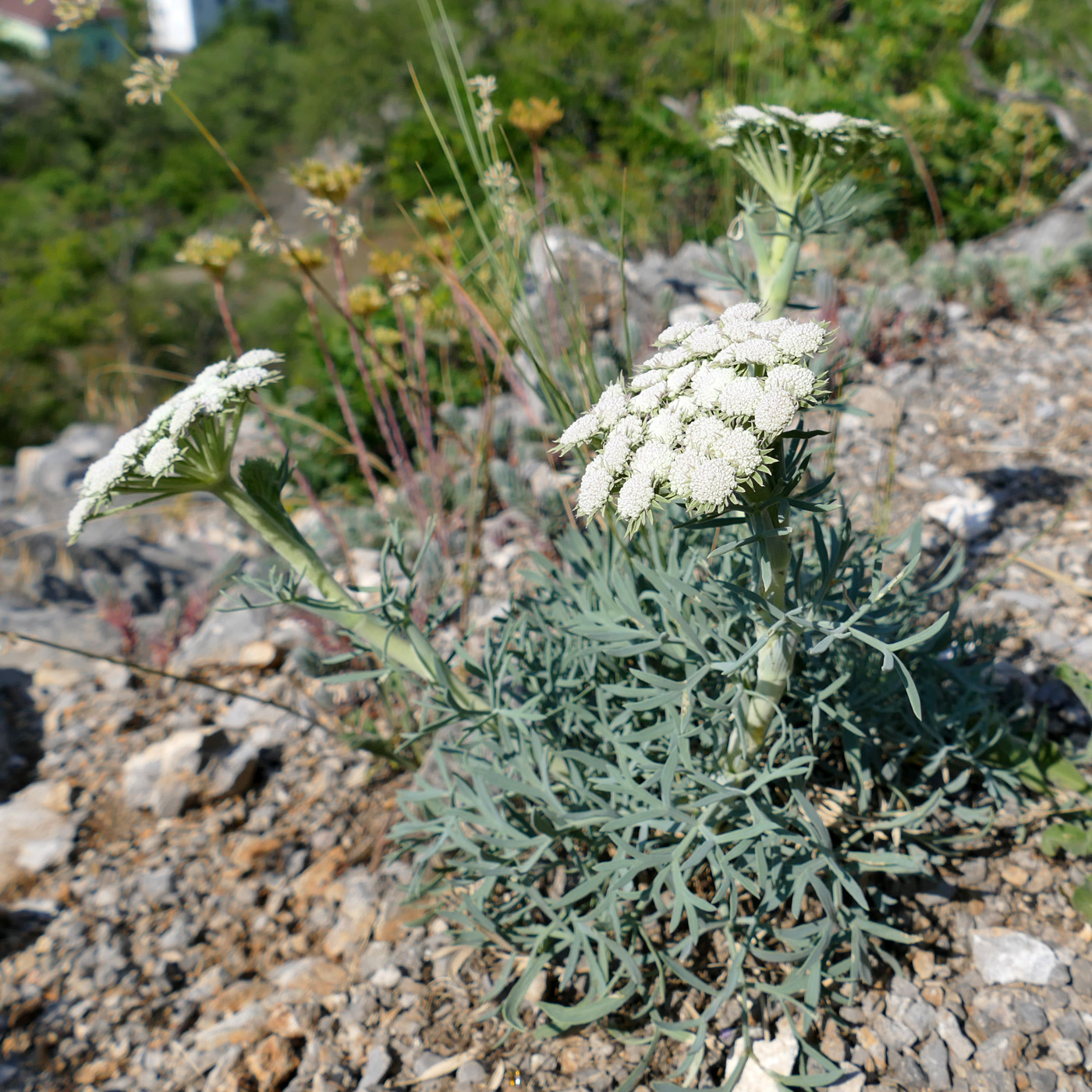 Image of Seseli gummiferum specimen.