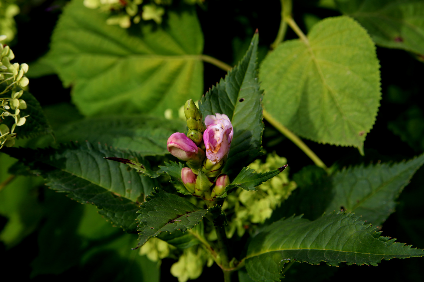 Изображение особи Chelone obliqua.