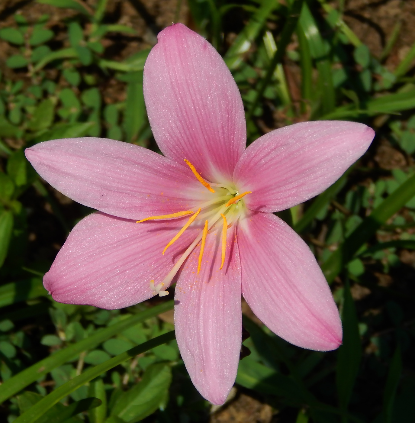 Image of genus Zephyranthes specimen.