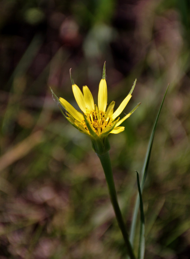 Image of Tragopogon dubius specimen.