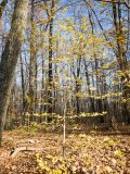 Fagus orientalis. Молодое дерево с листьями в осенней окраске. Краснодарский край, Крымский р-н, окр. станицы Неберджаевская, ур. Глубокий Яр, грабово-буковый лес. 05.11.2021.