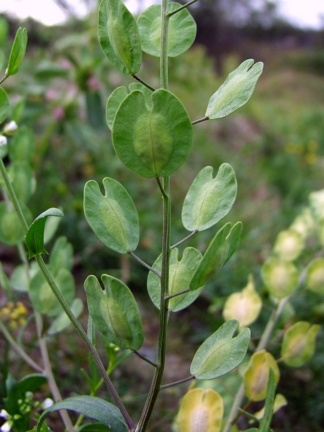 Image of Thlaspi arvense specimen.