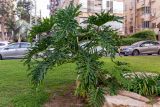 Philodendron bipinnatifidum. Вегетирующее растение. Израиль, г. Бат-Ям, в парке, в культуре. 06.12.2021.