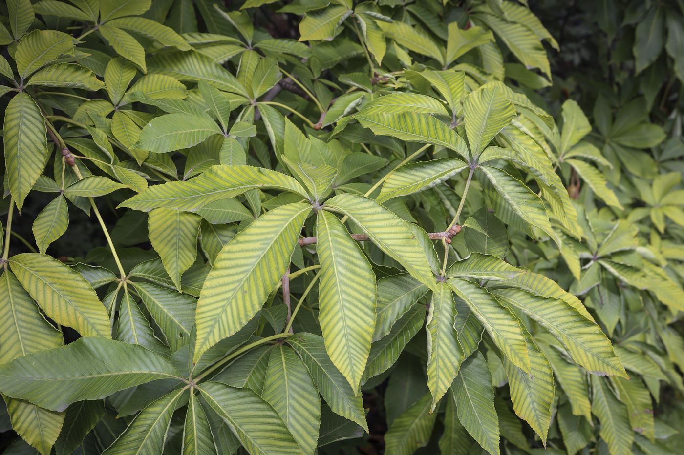 Изображение особи Aesculus &times; hybrida.