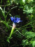 Gentiana dshimilensis