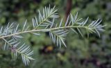 Tsuga canadensis