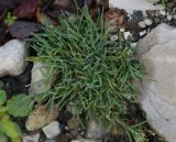 genus Poa