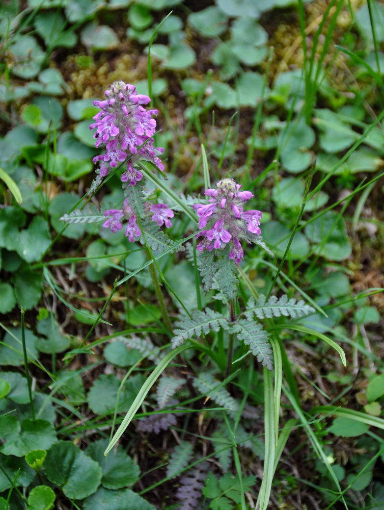 Image of Pedicularis verticillata specimen.