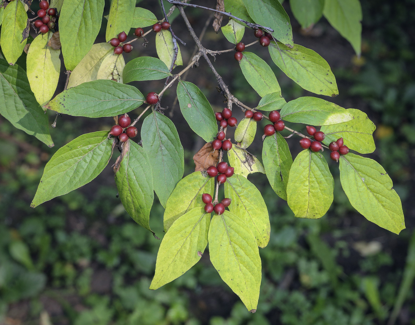 Image of Lonicera maackii specimen.