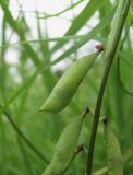 genus Vicia. Часть соплодия. Северная Осетия, Пригородный р-н, окр. с. Михайловское, у дороги на окраине поля. 06.07.2021.