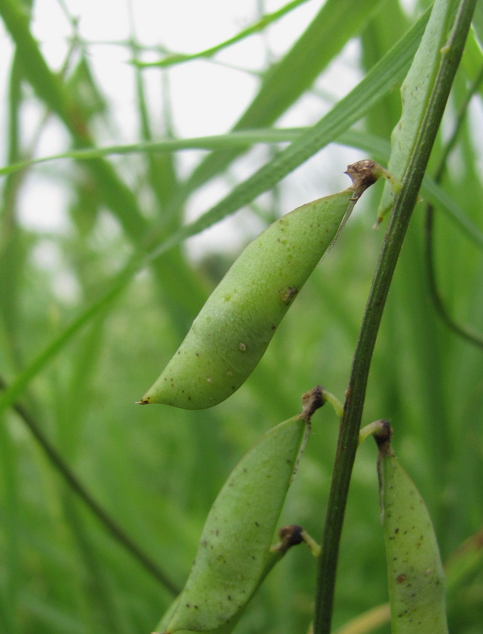 Изображение особи род Vicia.