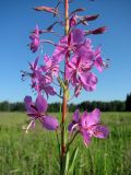 Chamaenerion angustifolium. Нижняя часть соцветия (нижний левый цветок - в пестичной стадии, остальные раскрывшиеся цветки - в тычиночной). Томск, средневозрастная залежь. 22.06.2012.