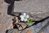 Cerastium lithospermifolium