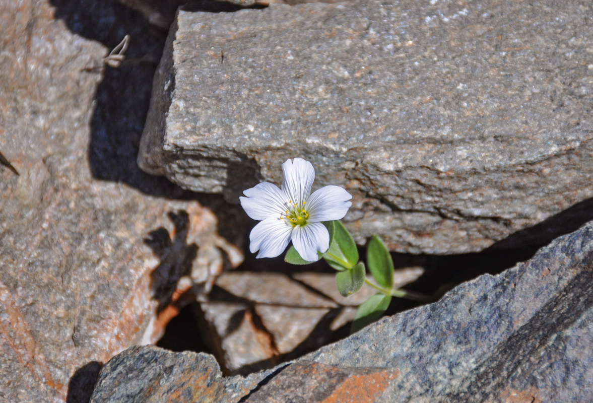 Image of Cerastium lithospermifolium specimen.