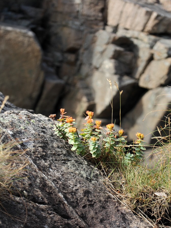 Изображение особи Rhodiola rosea.