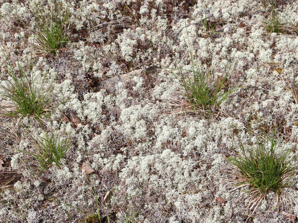Изображение особи Carex fuscidula.