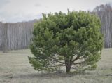 Pinus sylvestris. Взрослое дерево с аномальной кроной. Пермский край, Кунгурский р-н, окр. с. Плехановское, окр. ур. Мысы, залежь. 07.05.2022.