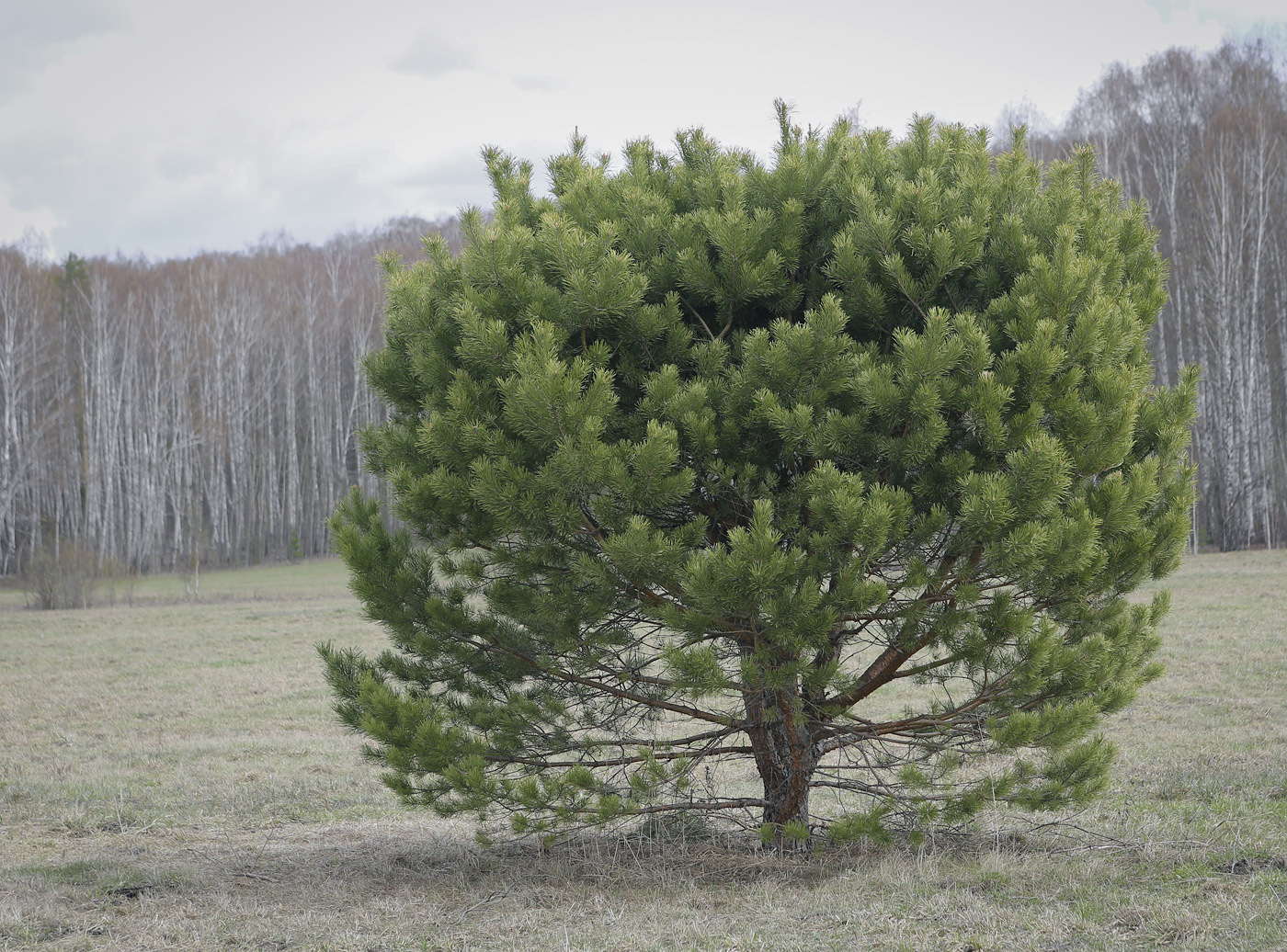 Image of Pinus sylvestris specimen.