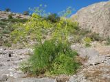 Ferula pachyphylla. Цветущее растение. Южный Казахстан, Сырдарьинский Каратау, Юго-Восточный Каратау, горы Улькен-Актау, каньон р. Шабакты, задернованный участок каменистого склона. 22 мая 2021 г.