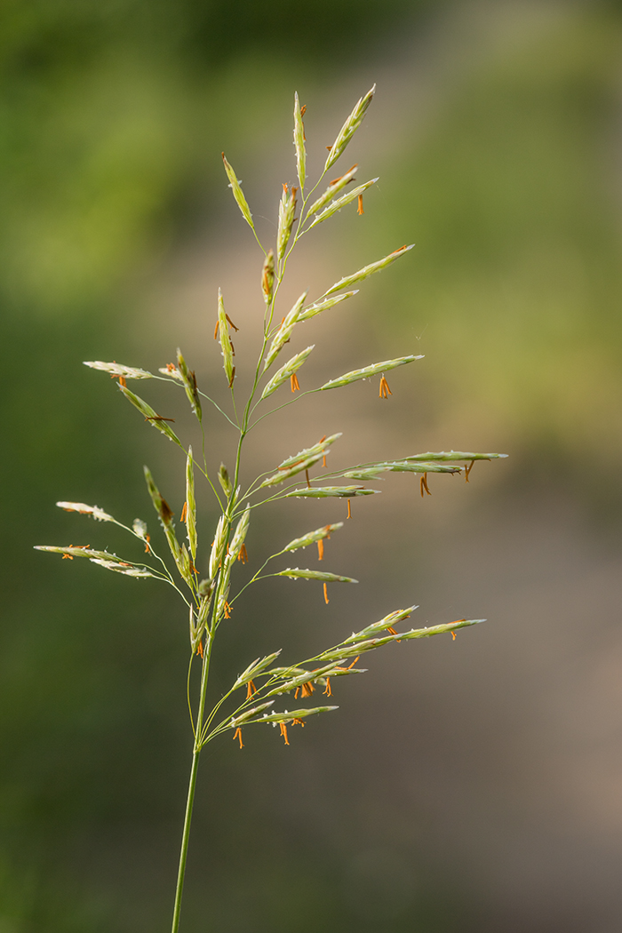 Изображение особи Bromopsis inermis.