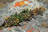 семейство Asteraceae. Цветущее растение. Эфиопия, провинция Бале, аураджа Фасиль, национальный парк \"Горы Бале\", плато Санети, высота 4100 м н.у.м. 28.12.2014.
