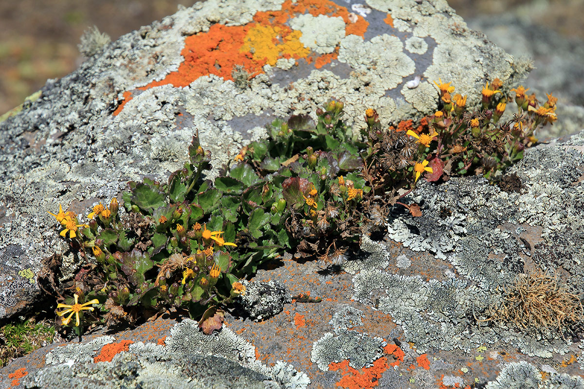 Image of familia Asteraceae specimen.