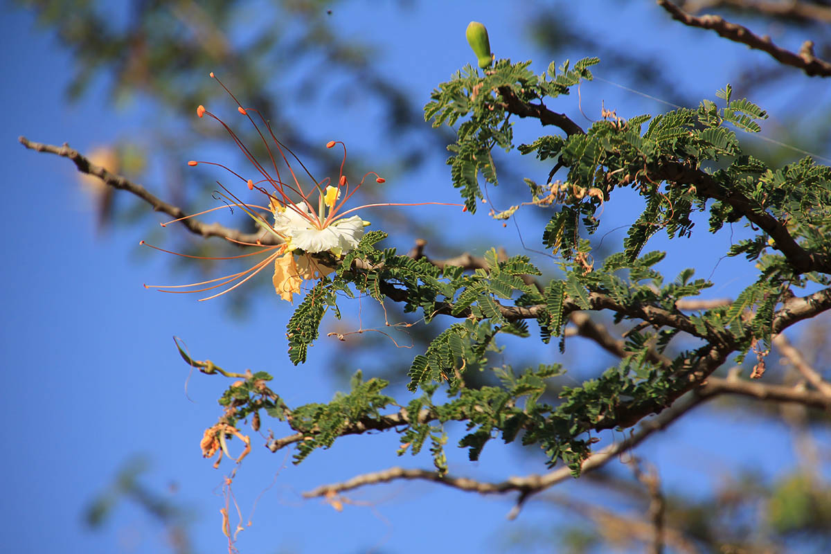 Image of familia Fabaceae specimen.
