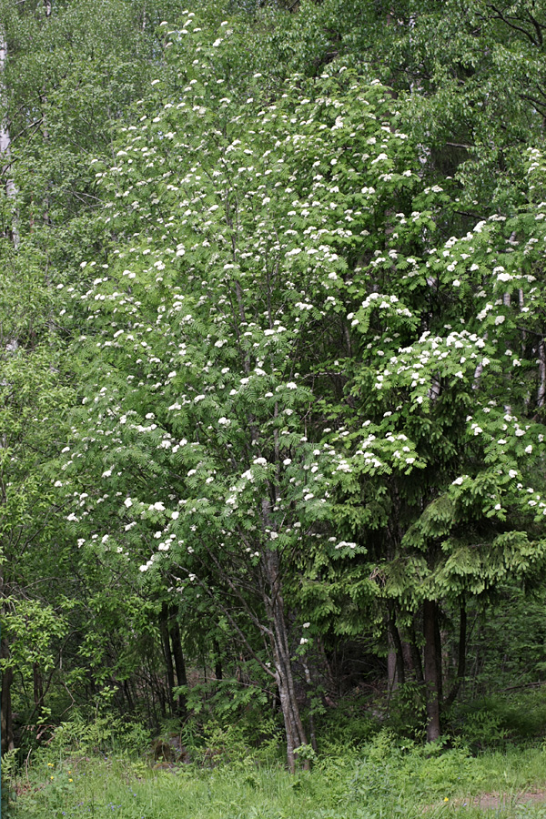 Image of Sorbus aucuparia specimen.