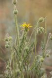 Crepis rhoeadifolia