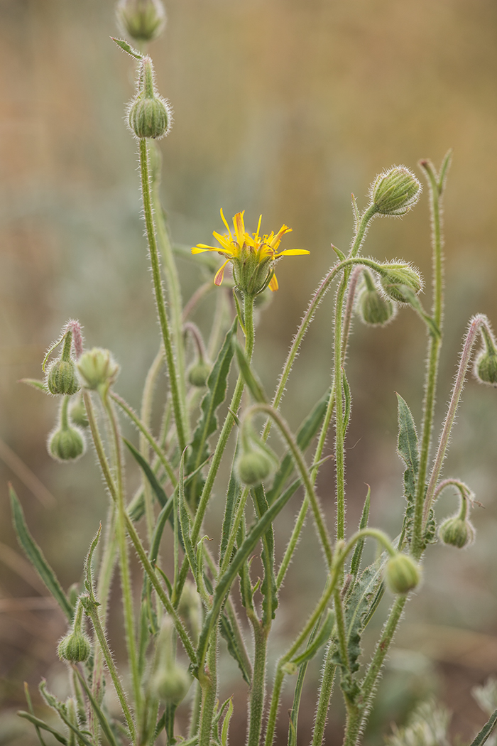 Изображение особи Crepis rhoeadifolia.