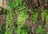 Adiantum capillus-veneris