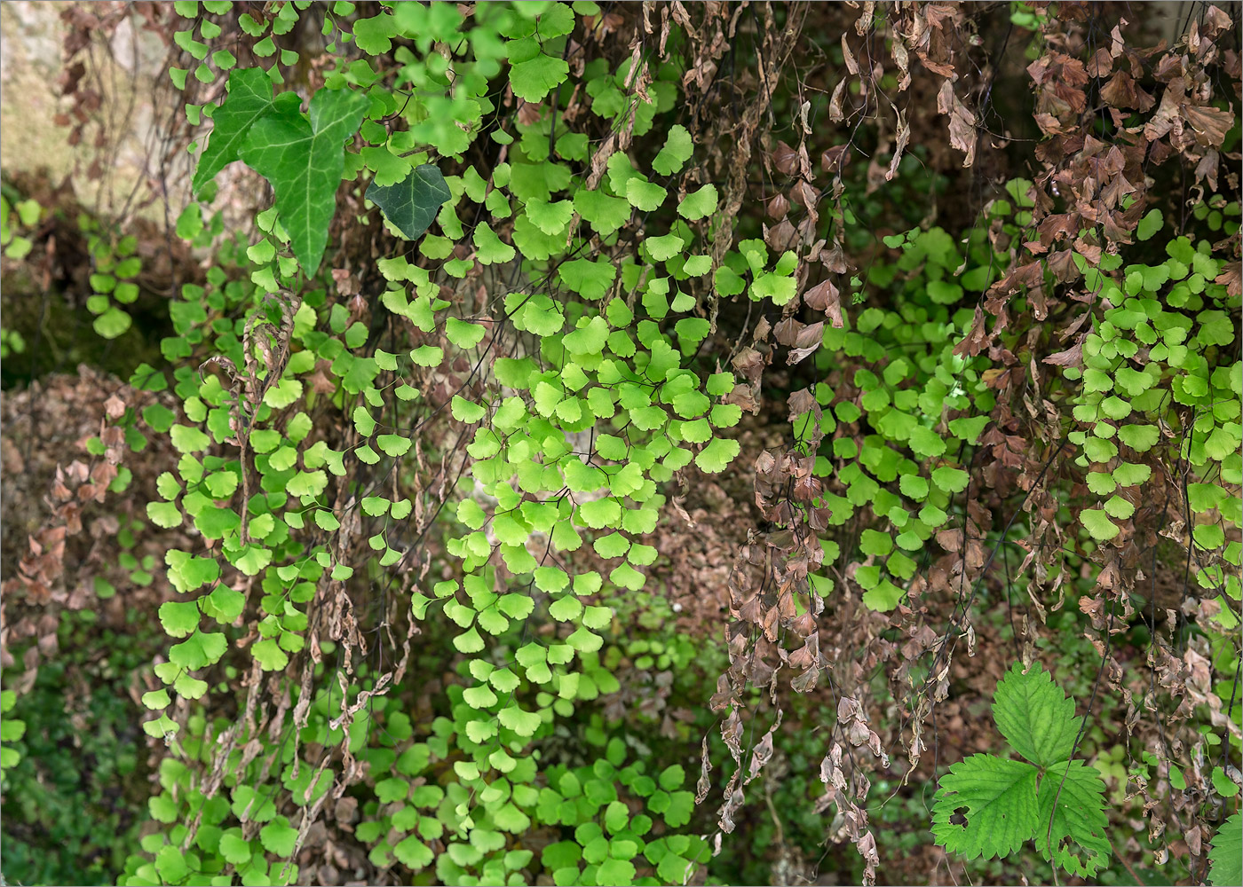 Изображение особи Adiantum capillus-veneris.