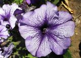 Petunia &times; hybrida