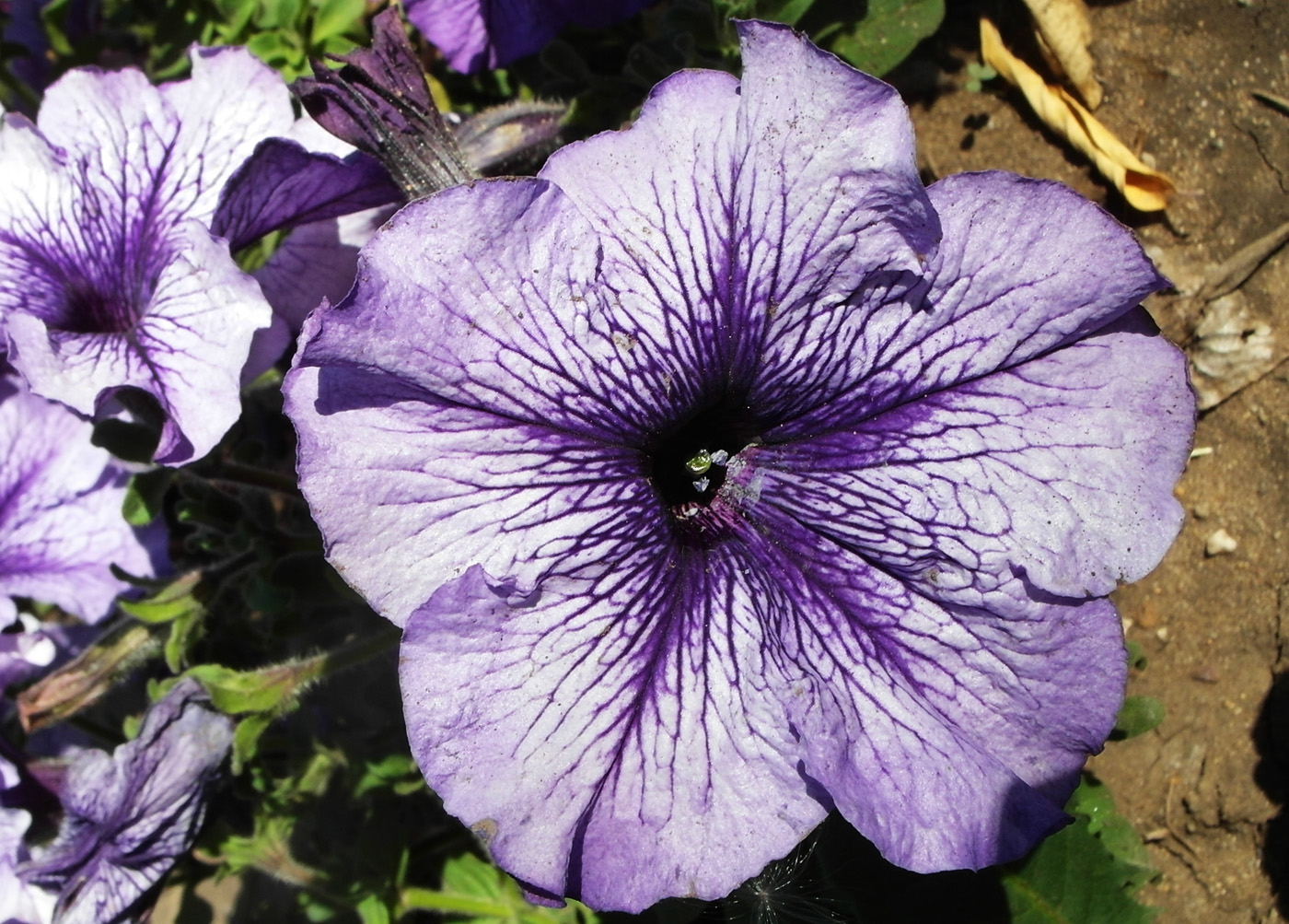 Изображение особи Petunia &times; atkinsiana.