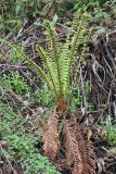 Dryopteris chrysocoma. Вегетирующее растение с молодыми и старыми отмершими вайями. Бутан, дзонгхаг Монгар, национальный парк \"Phrumsengla\". 05.05.2019.