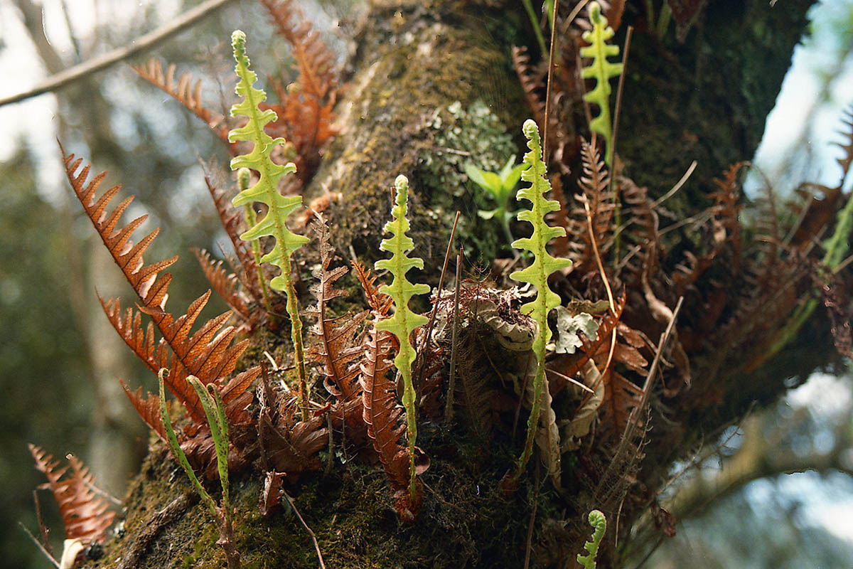 Image of genus Drynaria specimen.