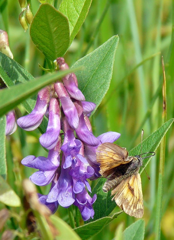 Изображение особи Vicia unijuga.