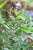 Lathyrus vernus. Незрелое соплодие. Карелия, Ладожское озеро, северный берег о. Пикатинсаари, разнотравный луг. 14.06.2021.