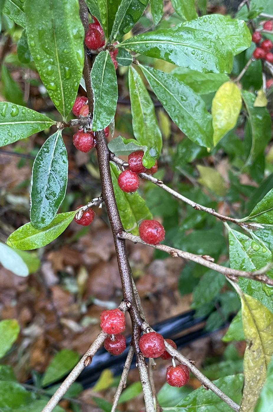 Image of Elaeagnus umbellata specimen.