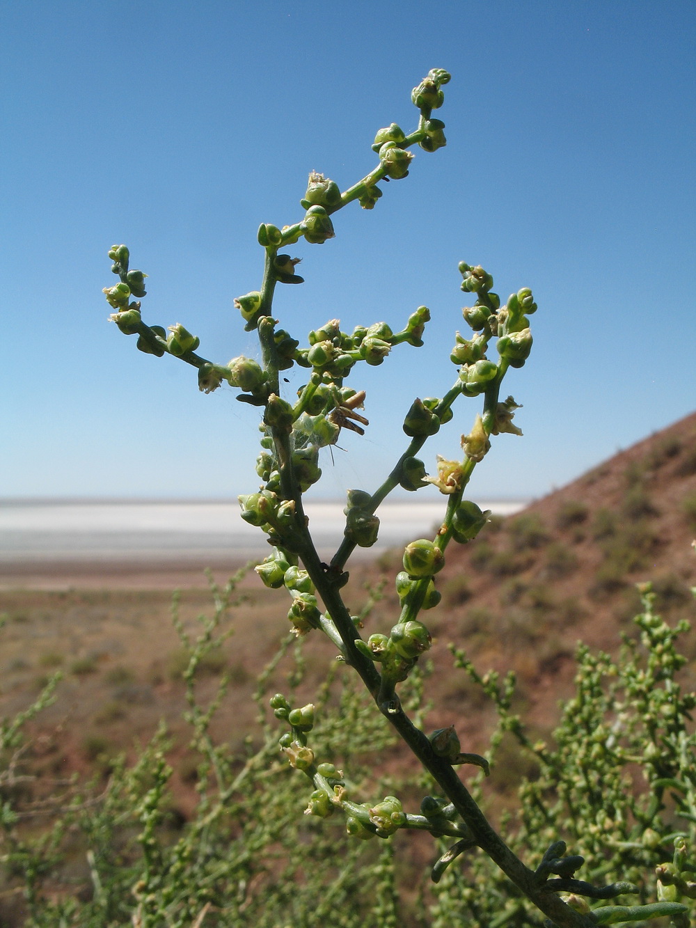 Изображение особи Salsola orientalis.