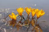 Crocus angustifolius. Цветущие растения в луже талой воды. Крым, Ай-Петринская яйла, грунтовая дорога в межгрядовом понижении. 09.04.2022.