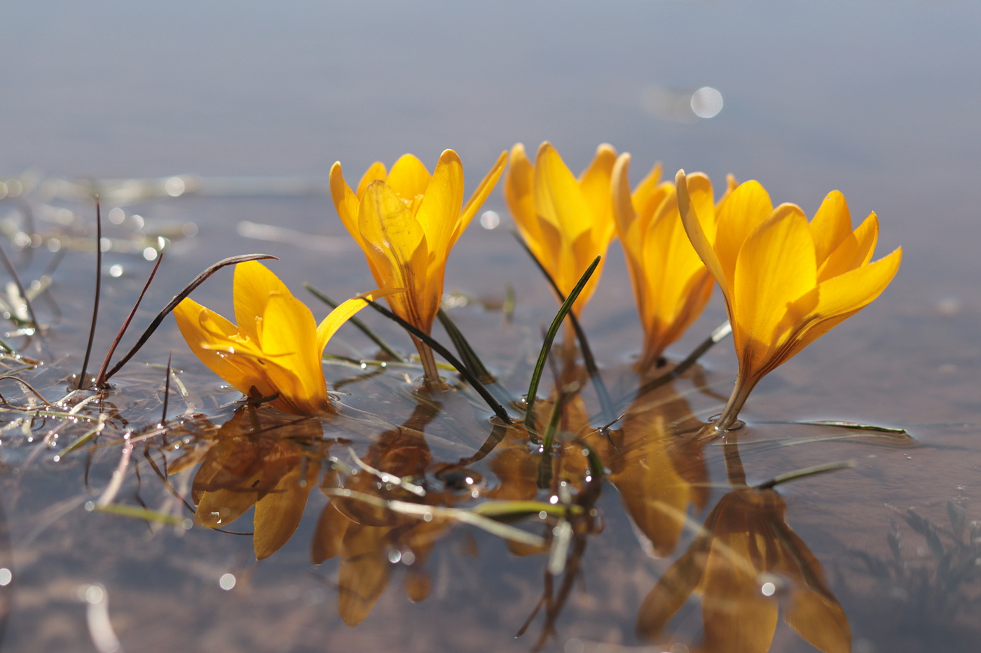 Изображение особи Crocus angustifolius.