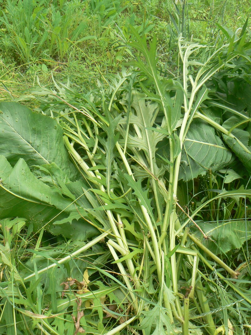 Изображение особи Cirsium pendulum.