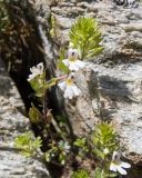 Euphrasia petiolaris. Цветущее растение. Карачаево-Черкесия, Урупский р-н, Кавказский биосферный заповедник, Имеретинское ущелье, ≈ 2300 м н.у.м., склон над Верхним Имеретинским водопадом, альпийский луг, в расщелине скалы. 28.07.2022.