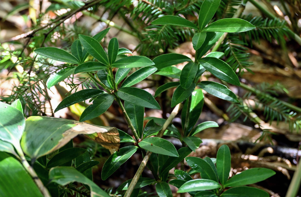 Изображение особи Skimmia repens.