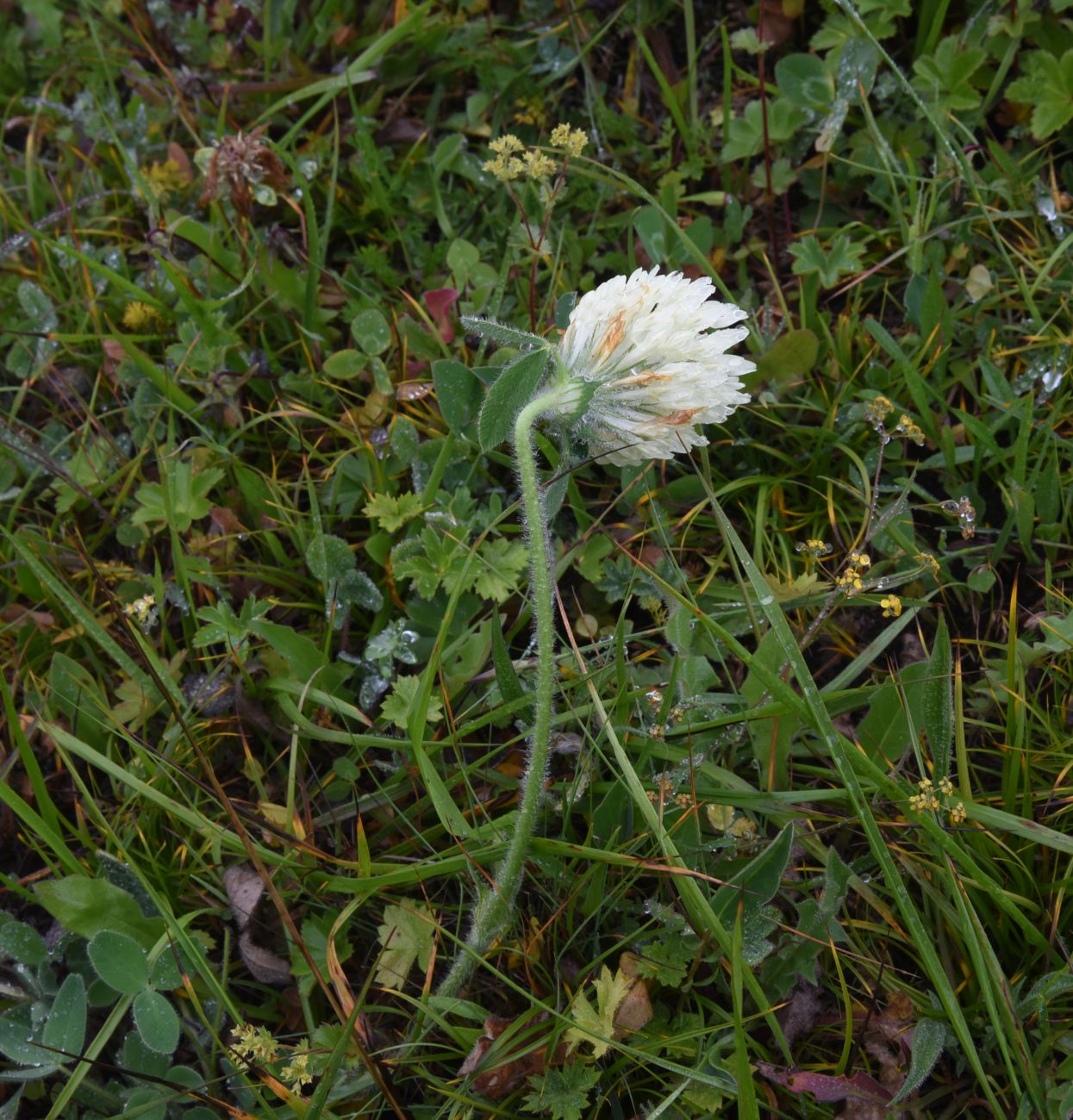 Image of Trifolium canescens specimen.