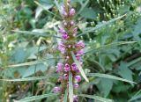 Leonurus japonicus