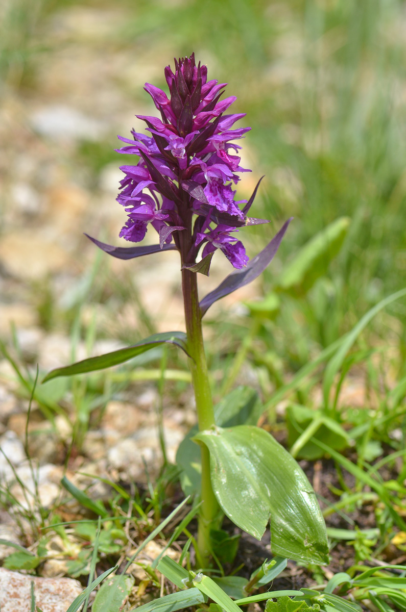 Image of Dactylorhiza euxina specimen.