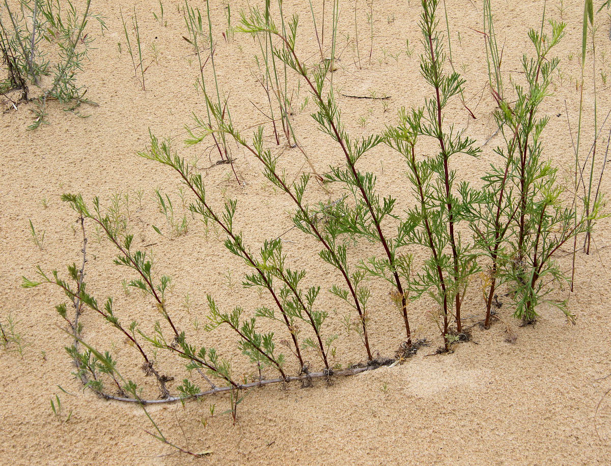 Изображение особи Artemisia arenaria.